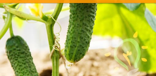 Growing Cucumbers In The Greenhouse