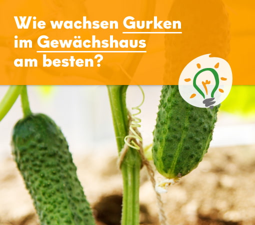 ratgeber-gurken-im-gewachshaus