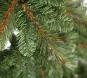 morepic-7